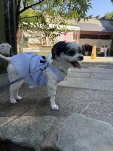 チップ　アジサイ2